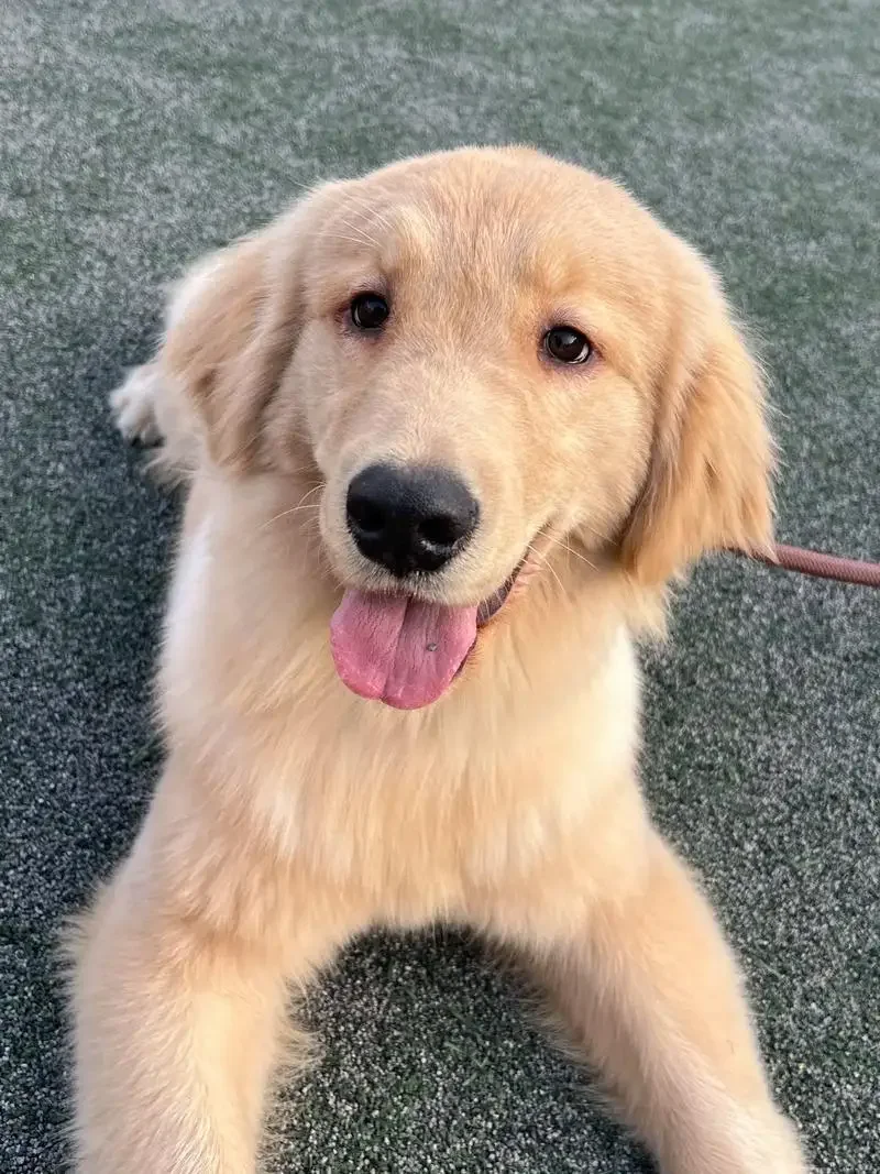 

2pcs Wiper Front Wiper Blades Set For Mercedes-Benz C-Class W204 2009-2012 Windshield Windscreen Window 24"+24" Car Accessories