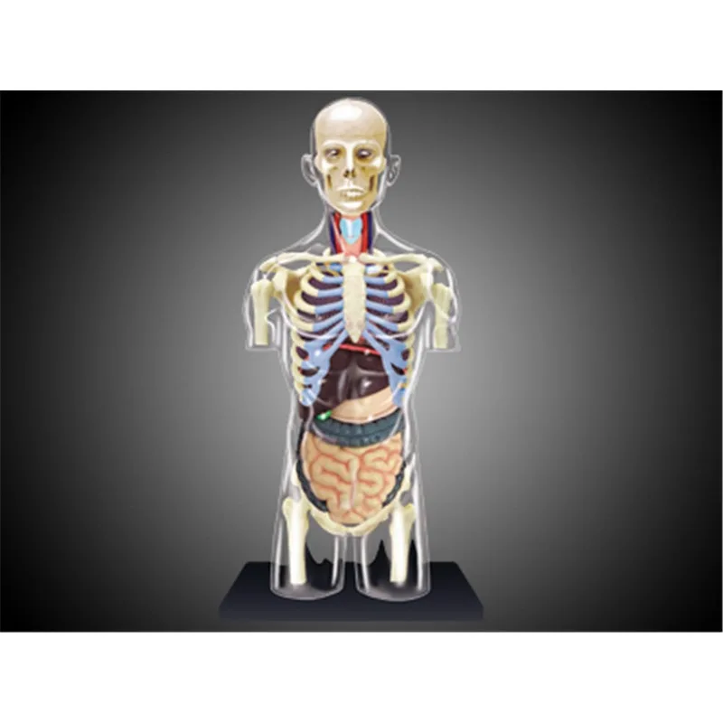 4D  Master Human Transparent torso Anatomical Medical Model 1:6 Intelligence Assembling Toy of Visceral Organs Medical Supplies