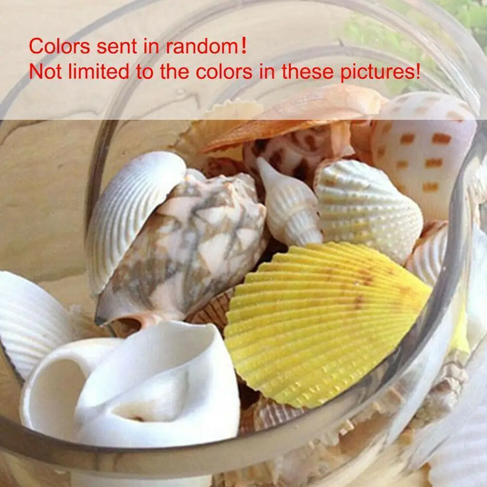 100 gr/beutel Gemischte Meer Strand Muscheln Handwerk Muscheln Mini Natürliche Muschel Mais Schraube DIY Aquarium Landschaft Dekor Foto Requisiten – Detail 3