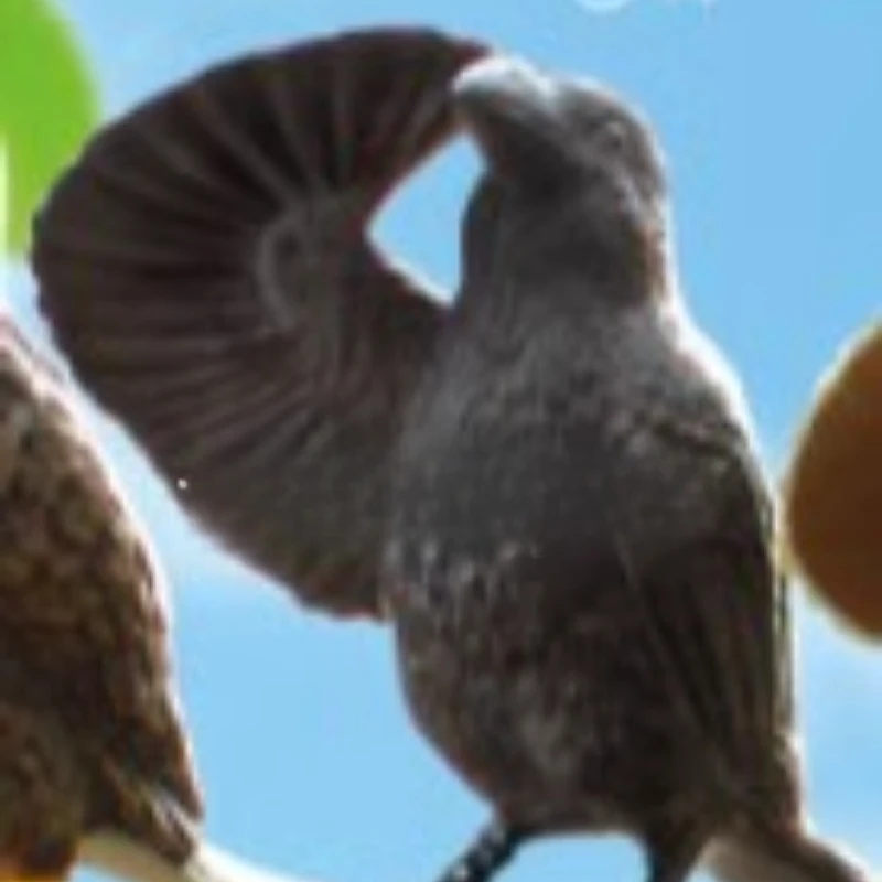 Owls Salute Gashapon Kawaii Cute Collection Ornament Keepsake Action Figure Model Toys