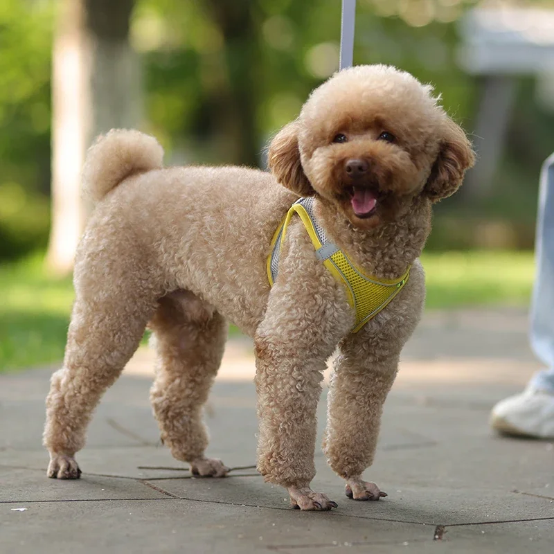 Conjunto de chaleco y correa de malla para perros pequeños, arnés ajustable para cachorros y gatos, correa de pecho para caminar al aire libre,