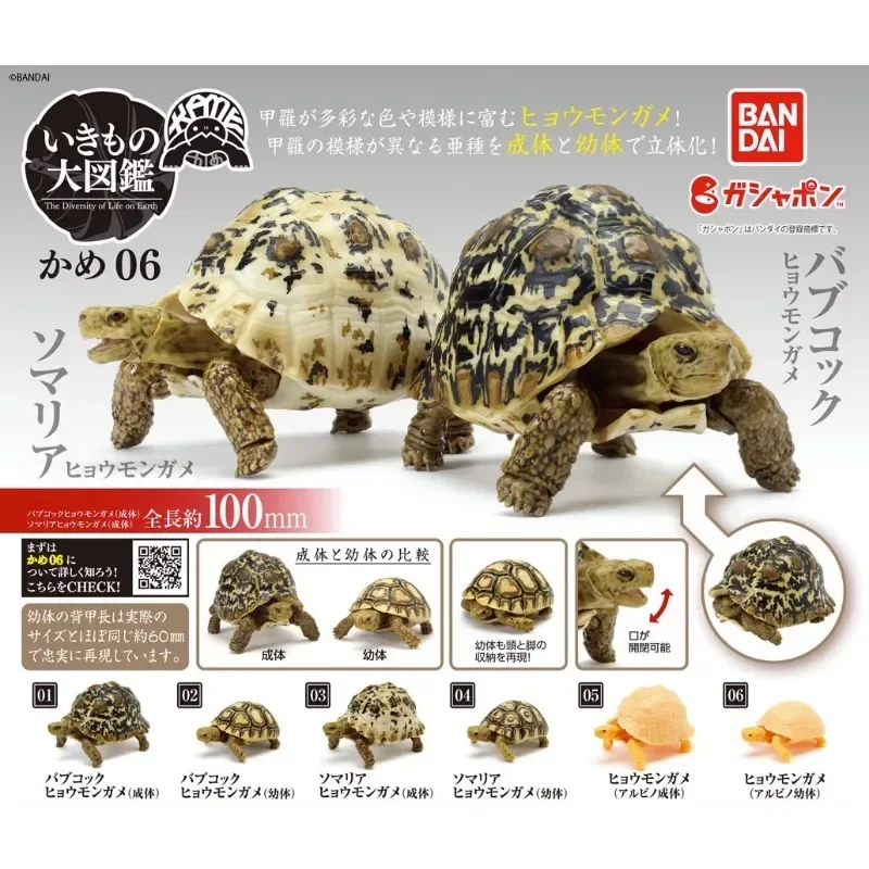 

BANDAI Japan Gashapon Figure Anime Cute Tortoise Model Ornaments Kawaii Capsule Toys Figurine for Boys Girls Gift