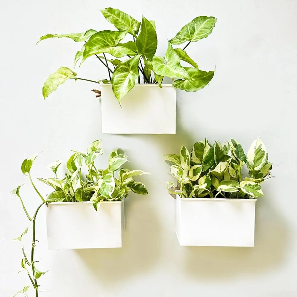 

Настенные кашпо LaLaGreen - набор из 3 штук, 6-дюймовые настенные кашпо для суккулентов, белые, прямоугольные металлические подвесные цветочные горшки, Windo
