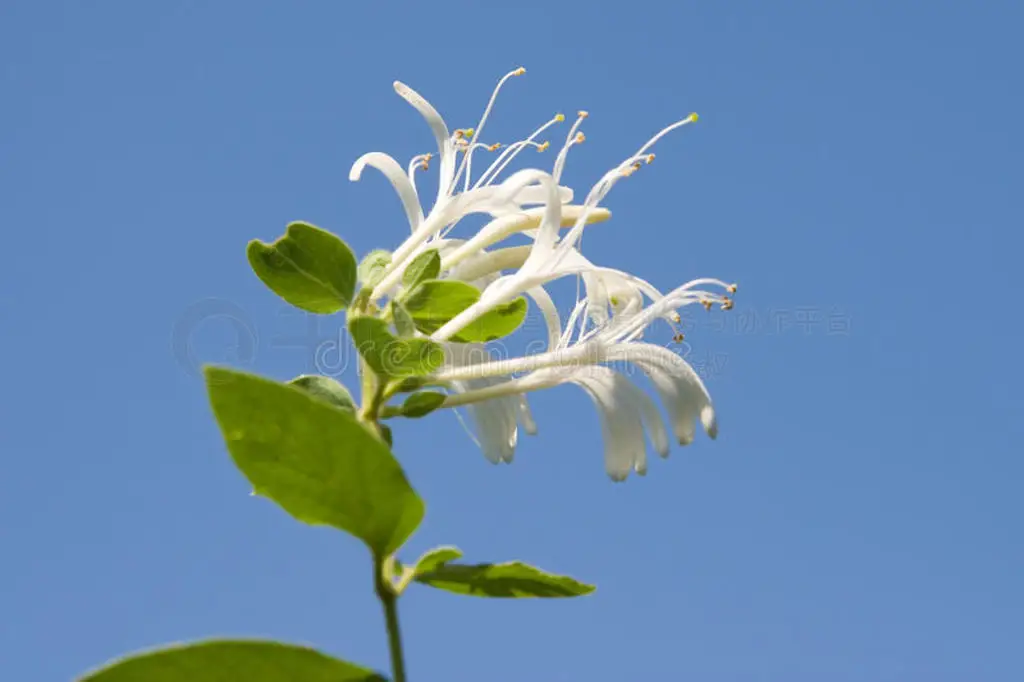 

1 комплект защитных пластин из нержавеющей стали для предотвращения столкновений, защита шасси для LOSI 1/10 Baja Rey V2, аксессуары для радиоуправляемых машин.