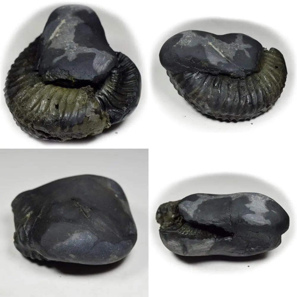 

Оптовая продажа высококачественного 55-каратного шелуграммного камня от Gandaki River, Nepal - Lord Vishnu Fossil, длиннохвостового ключа класса A+