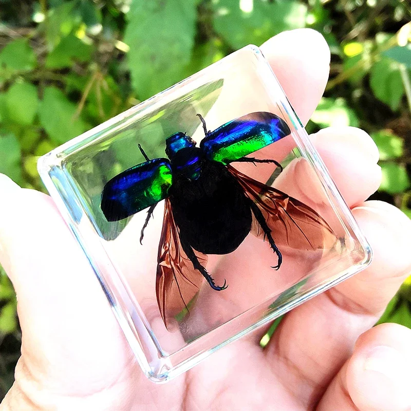 29 New Real Insect Specimen Resin Scarab Spider Specimen Beetle Flower Marine Plant Teaching Kids Gift Box Room Home Decoration view 4