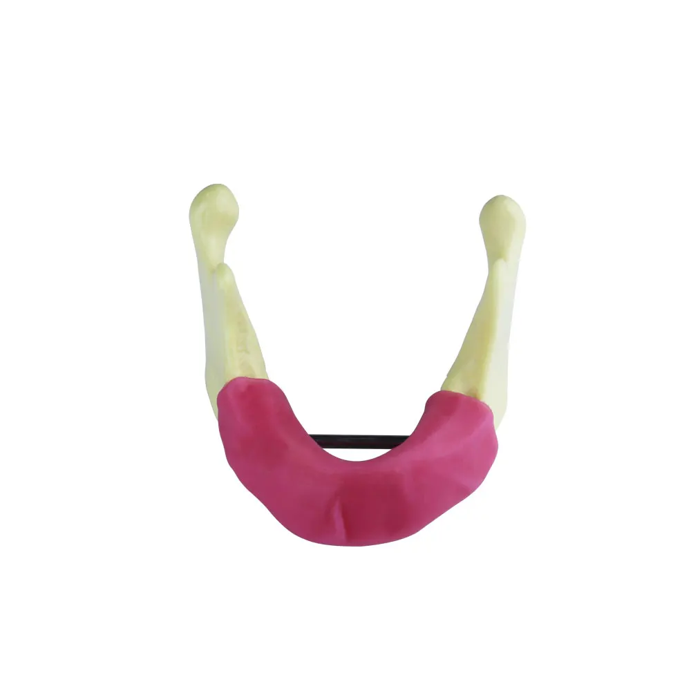 Mandible Practice Teeth Model For Dental Students Studying Examation Lower Jawbone Implant Model Dentist Teaching Training Model