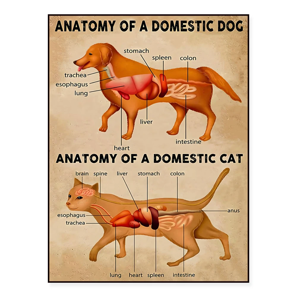 

Domestic dog anatomy diagram and domestic cat anatomy diagram, cat poster anatomy, animal poster decoration drawing art