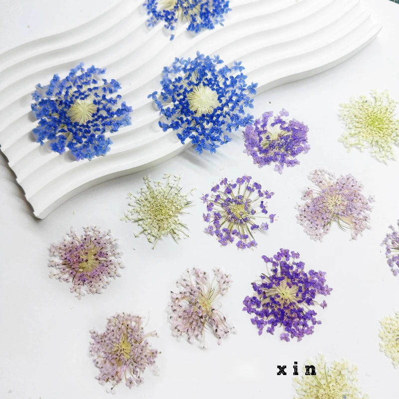 6 uds, marco de fotos de joyería de resina DIY de flor prensada de Scabiosa natural, suministros de pintura de flores secas para proyectos de estudiantes decoración del hogar