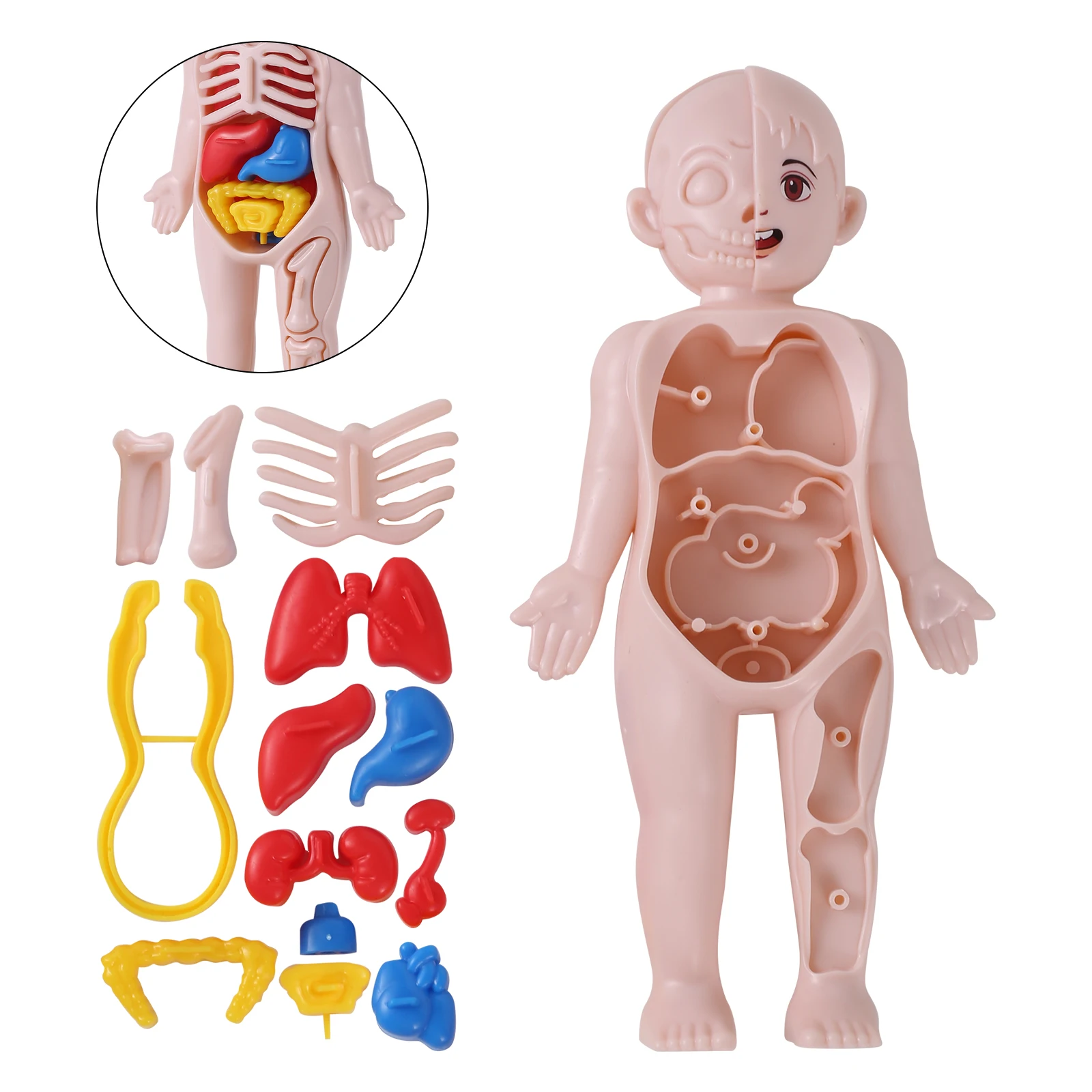 3d Puzzel Mannequin Menselijke Anatomie Model Kinderen Leerorganen Model Voor Laboratoriumonderwijs Educatieve Body Learning Tools