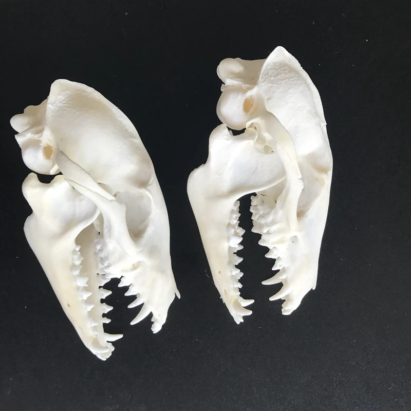 2pcs Nyctereutes procyonoides Raccoon Skull taxidermy real bone skeleton Christmas decoration gift/Real Raccoon skull