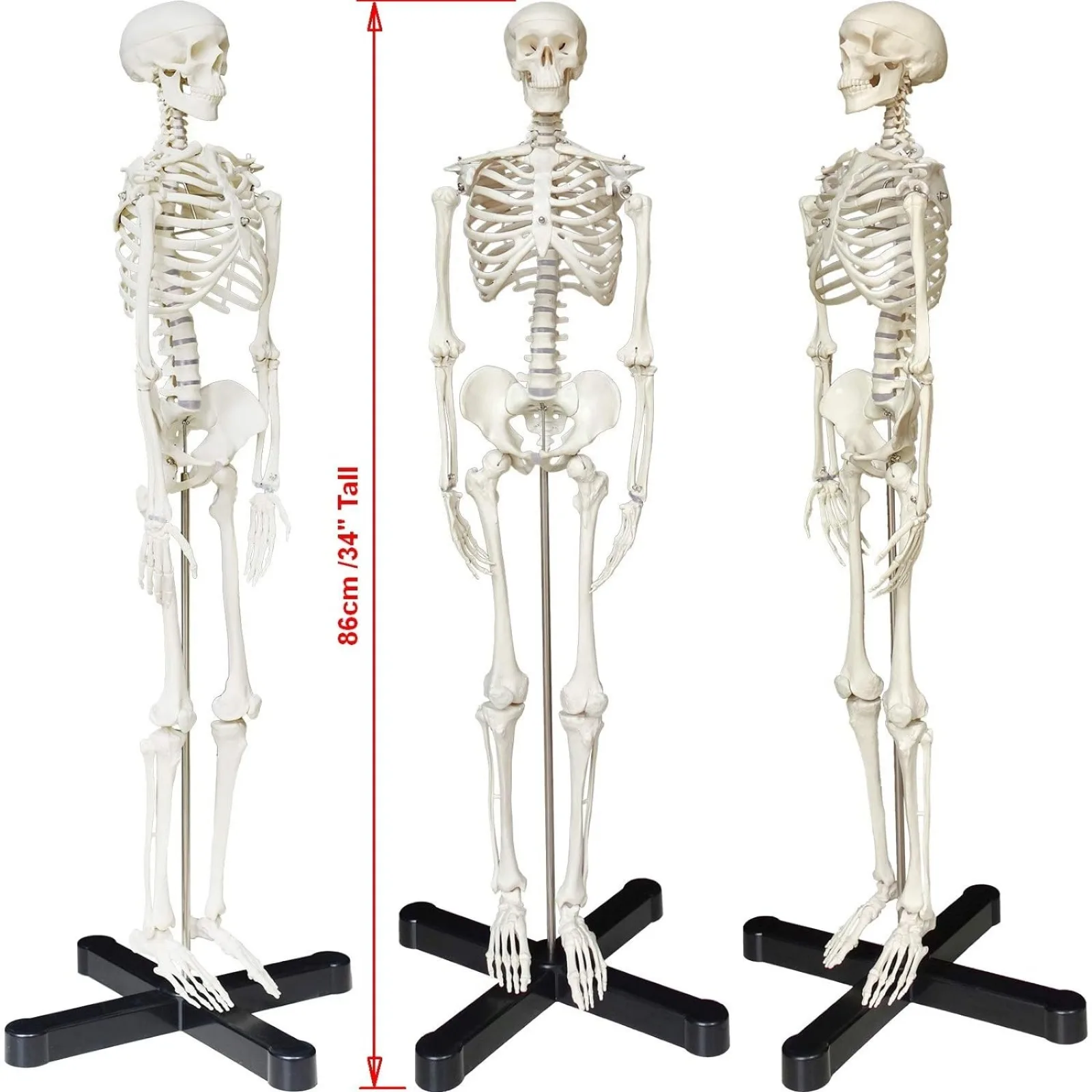 Human Skeleton Anatomy Model with Metal Stand, 33.5 inches Human Skeleton Model with Movable