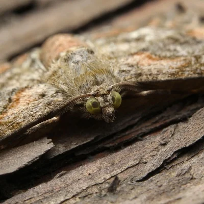 Engrenagem principal pom 48p, 4 unidades, 75t 78t 82t 85t 88t 90t para 3racing sakura s xis cs d4 d5 1/10 rc peças de atualização de carro