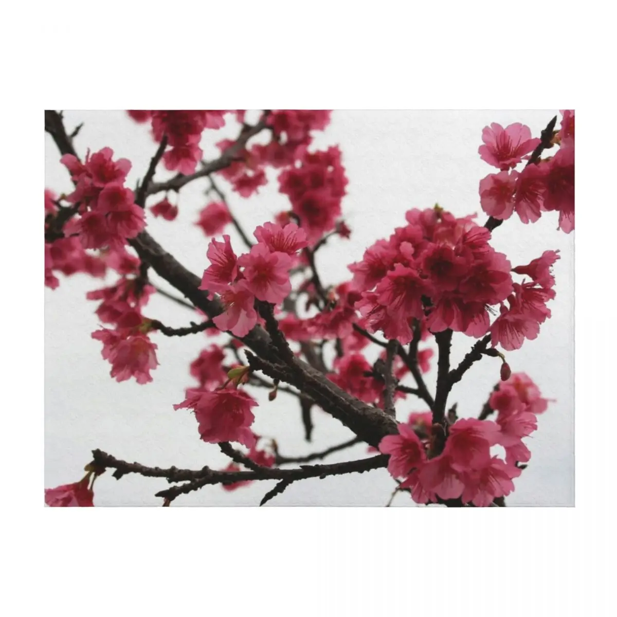 

Okinawan Cherry Blossom Throw Blanket Flannels Loose Decoratives Weighted Blankets