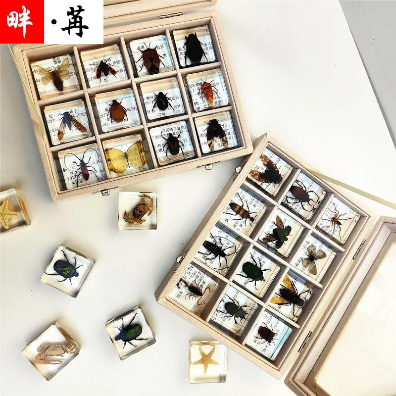 Real insect specimen  Beetle, real insect, spider, toy resin home decoration accessories desk decoration