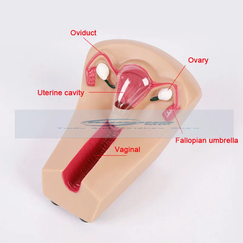 Female Intrauterine Contraceptive Device Model IUD Training Simulator Brand