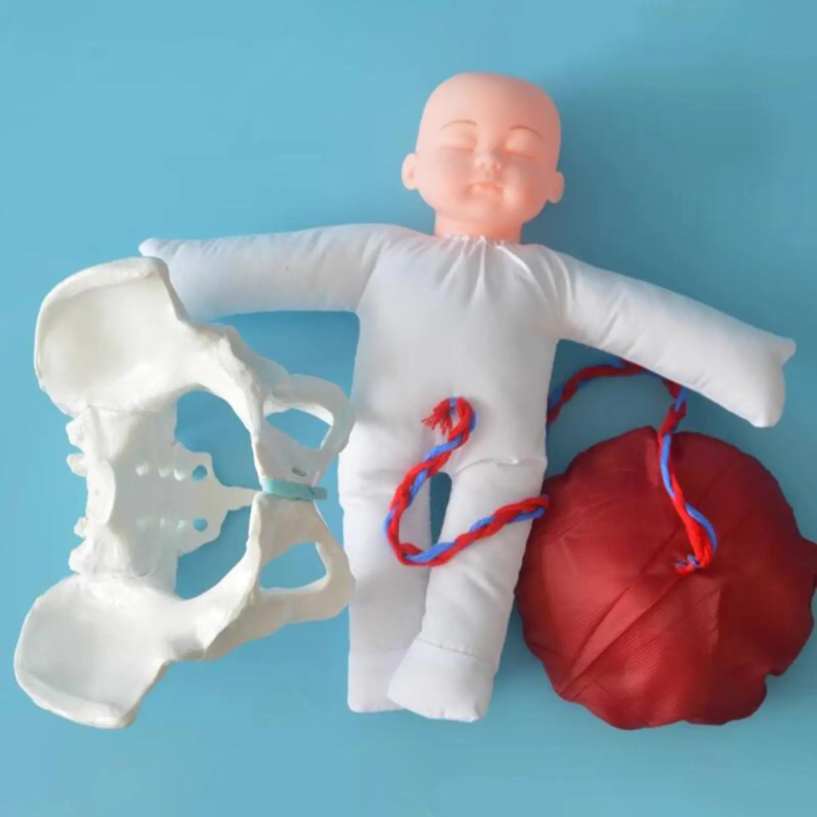 

Female Pelvic Anatomy Model Educational Tool for Midwife in Obstetrics