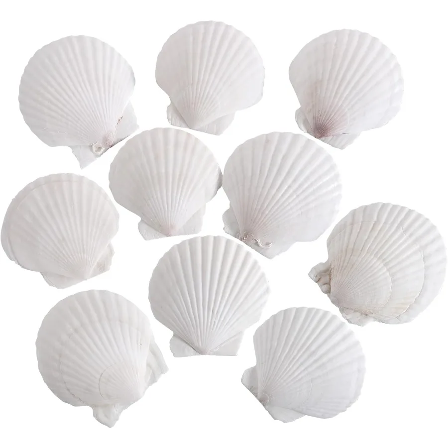 

10 PCS 4-5 Ih tural White Large Scallop Shells Sea Shells for Craft Home Décor
