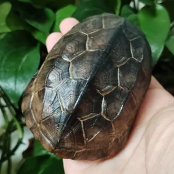 Natural Turtle Shell, Real Animal Bones Specimen Collection Animal Taxidermy For Home Decoration Special Gifts