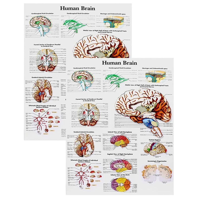 Brain Anatomy Poster, 2 Pack Laminated Human Brain Chart, Medicine Quick Reference Guide, Human