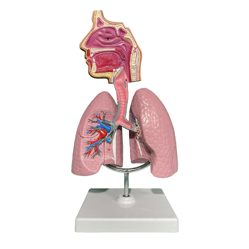 

Human Nasal and Throat Respiratory System Model Bronchial Anatomy Model