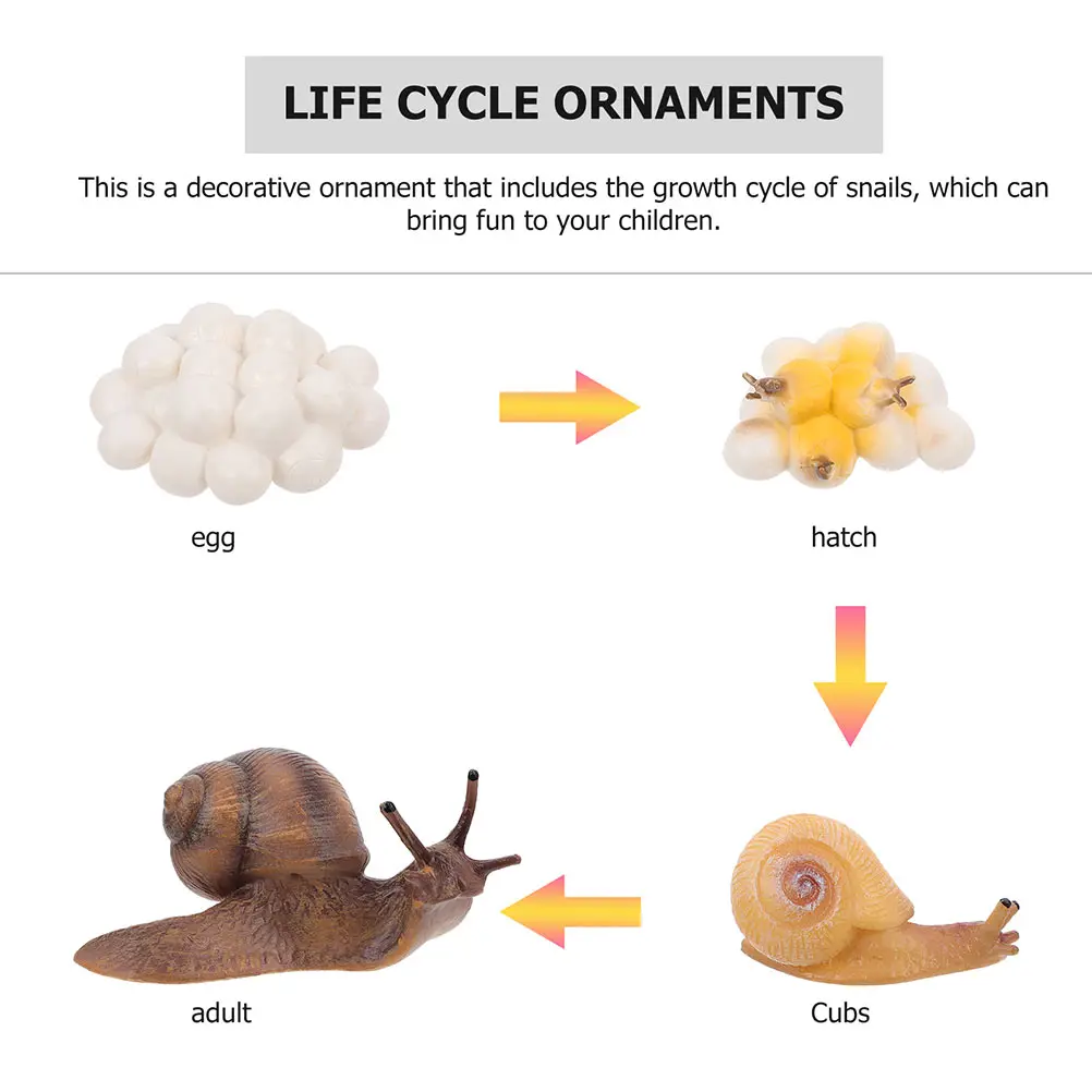 

Snail Growth Cycle Decor 2 Sets Simulated naments Kids Cycle Figurines Egg Plastic Safe Home Garden Shop