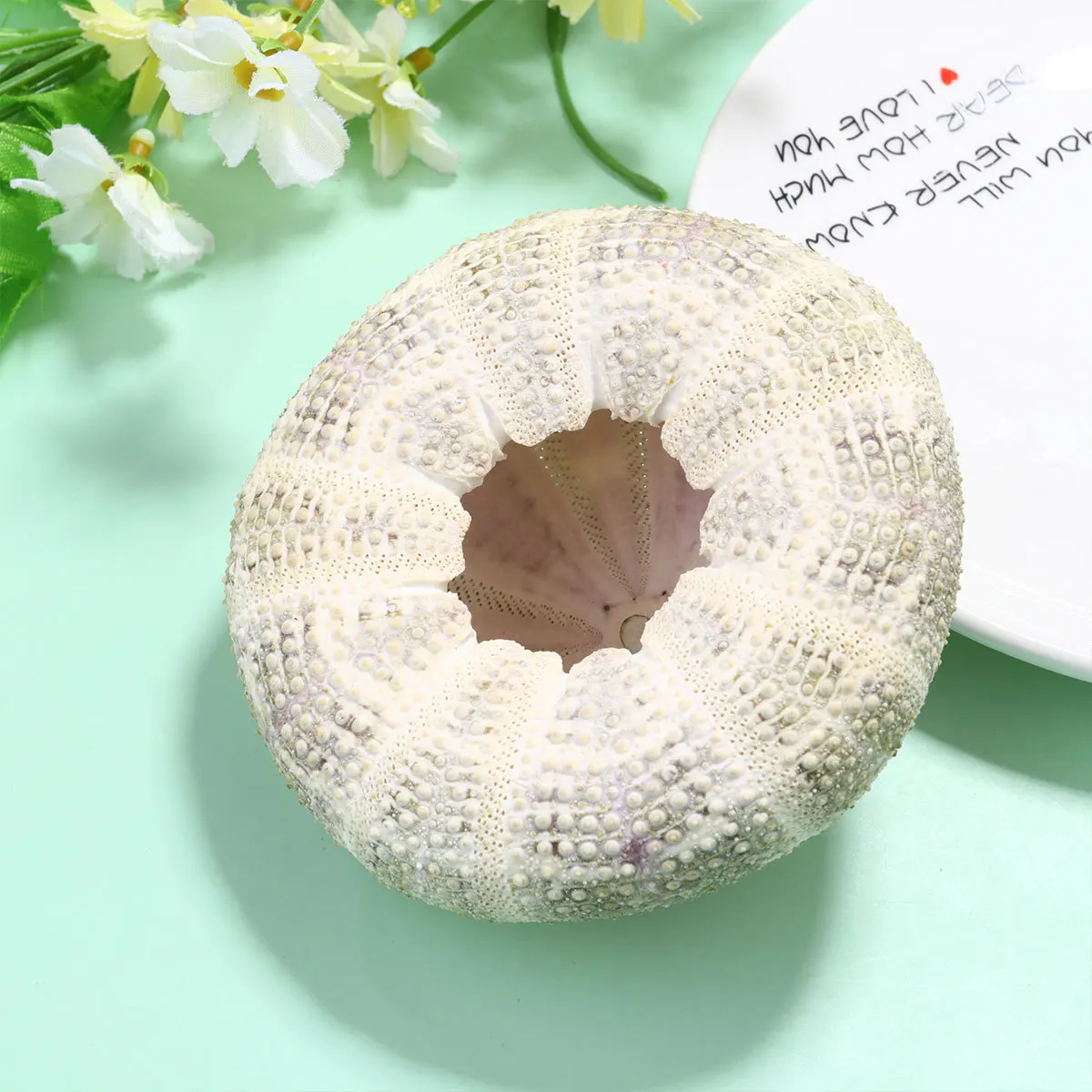 

2Pcs Dried Shell Ornament Small Planting Pot for Air Plants Unique Elegant Desktop Decor Home Office Room Decoration Gift Idea