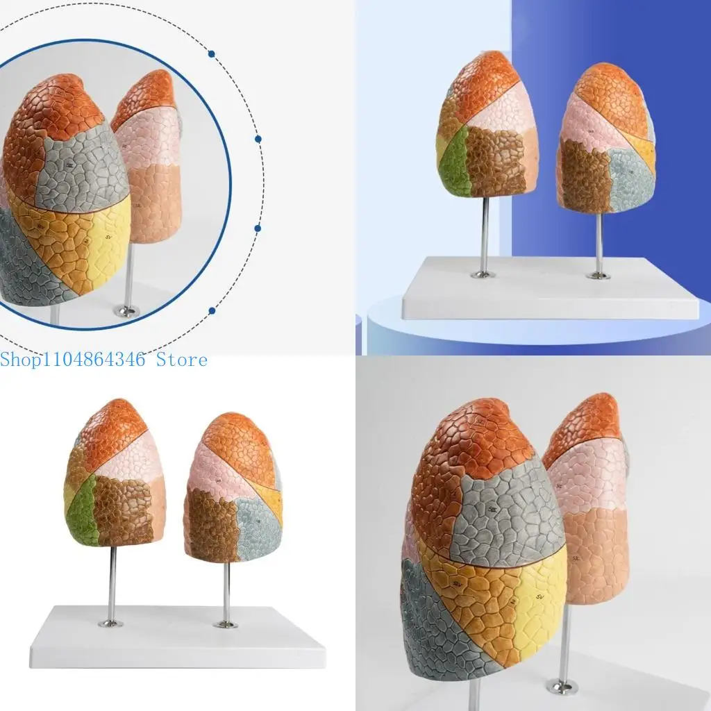 5sd-modello-polmoni-anatomici-per-lo-studio-della-malattia-insegnamento-medico-i-modelli-anatomia-organo-umano-2