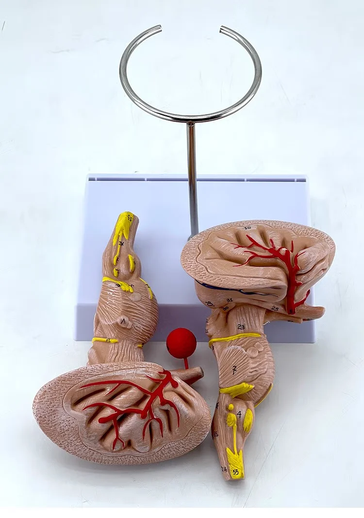 

Biological Structure of Human Brainstem Model Human Organ Display Model