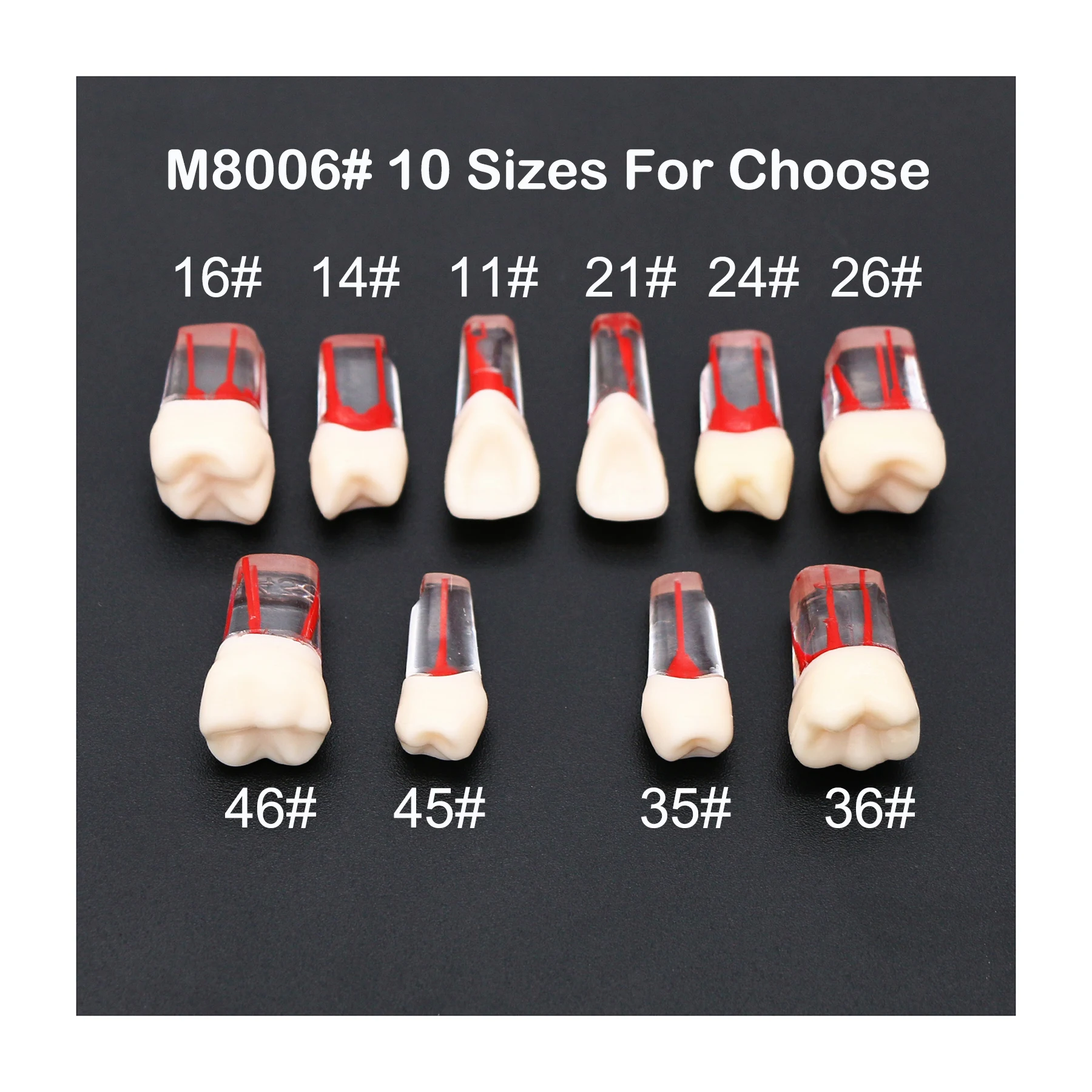 

Dental 1:1 Root Canal Endodontic Practice Teeth Model M8006 11# 14# 16# 21# 24# 26# 35# 36# 45# 46# Standard Typodont Studying