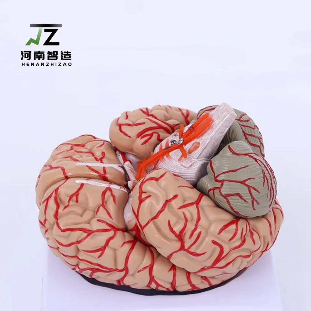 

Human Life Size brain anatomy model Medical Set 9Parts Budget Brain Arteries Model Anatomy