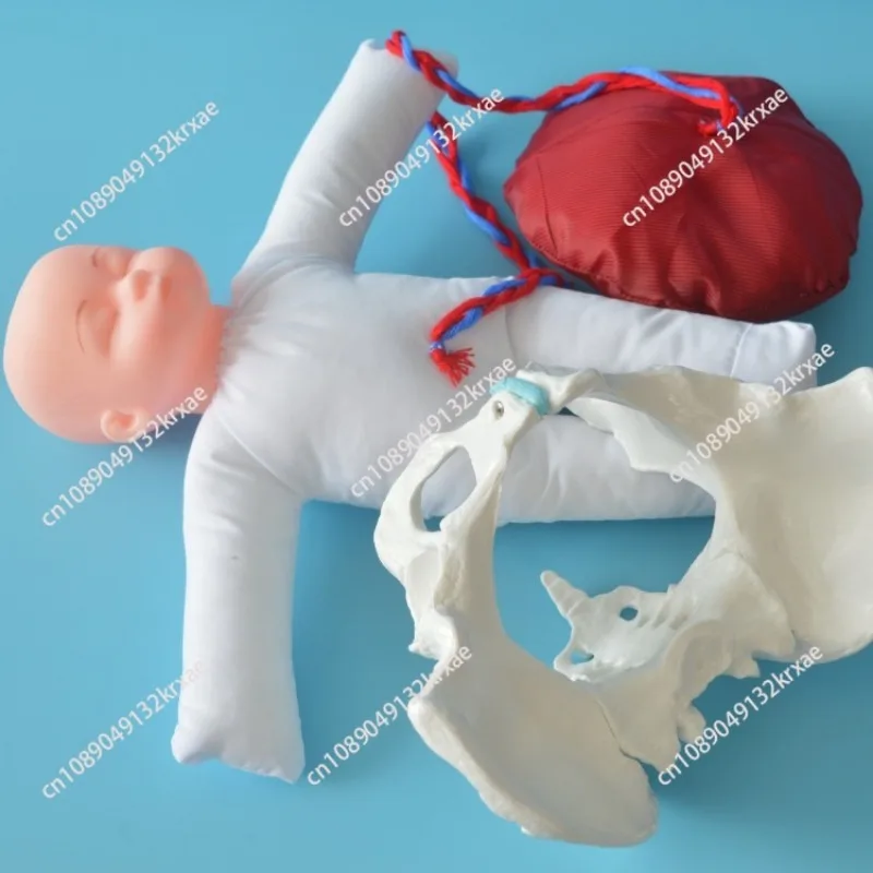 1:1 Life Sized Human Delivery Demonstration Pelvis Teaching Anatomy Model Fetus Umbilical Cord Placenta Model