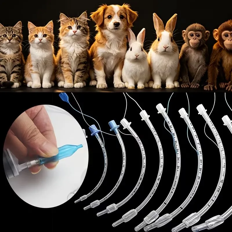 Cannule vétérinaire pour voies respiratoires avec ballonnet, adaptée à divers animaux tels que les chats, les chiens, les lapins et les singes, intubation des voies respiratoires animales avec ballonnet, types sphériques et cylindriques, spécialisée pour l'anesthésie des animaux, jetable pour la chirurgie sur les souris, les chats, les chiens et les lapins, couleur aléatoire