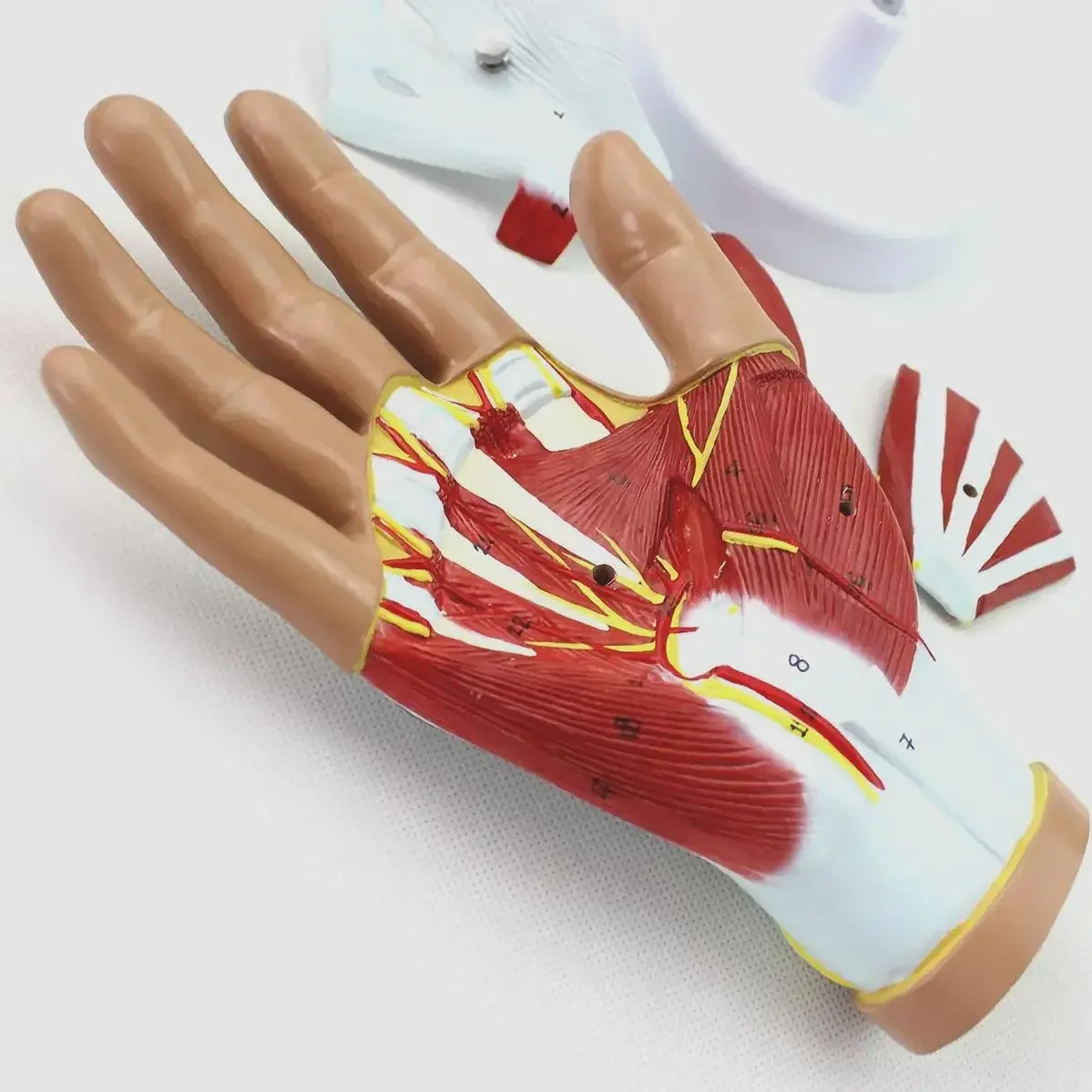 PVC Life Size Human 4 Parts Hand Anatomy Model Medical Anatomical Models Teaching