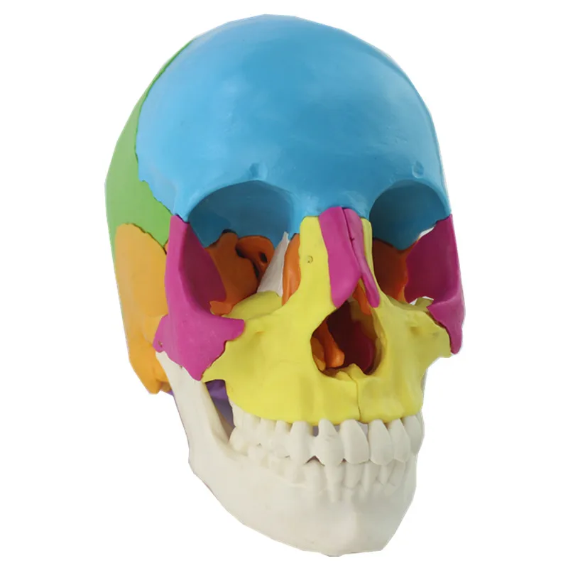 1:1 22Parts Lifesize Disassembled Skull Head Anatomy Model Removable Medical Anatomy Teaching Models Anatomical School Supplies