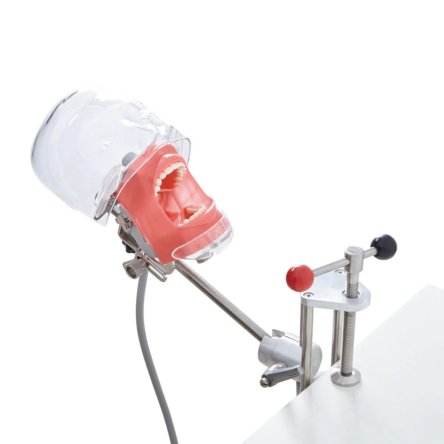 Dental Teeth Manikins Models Phantom Head for Teaching Dental Product