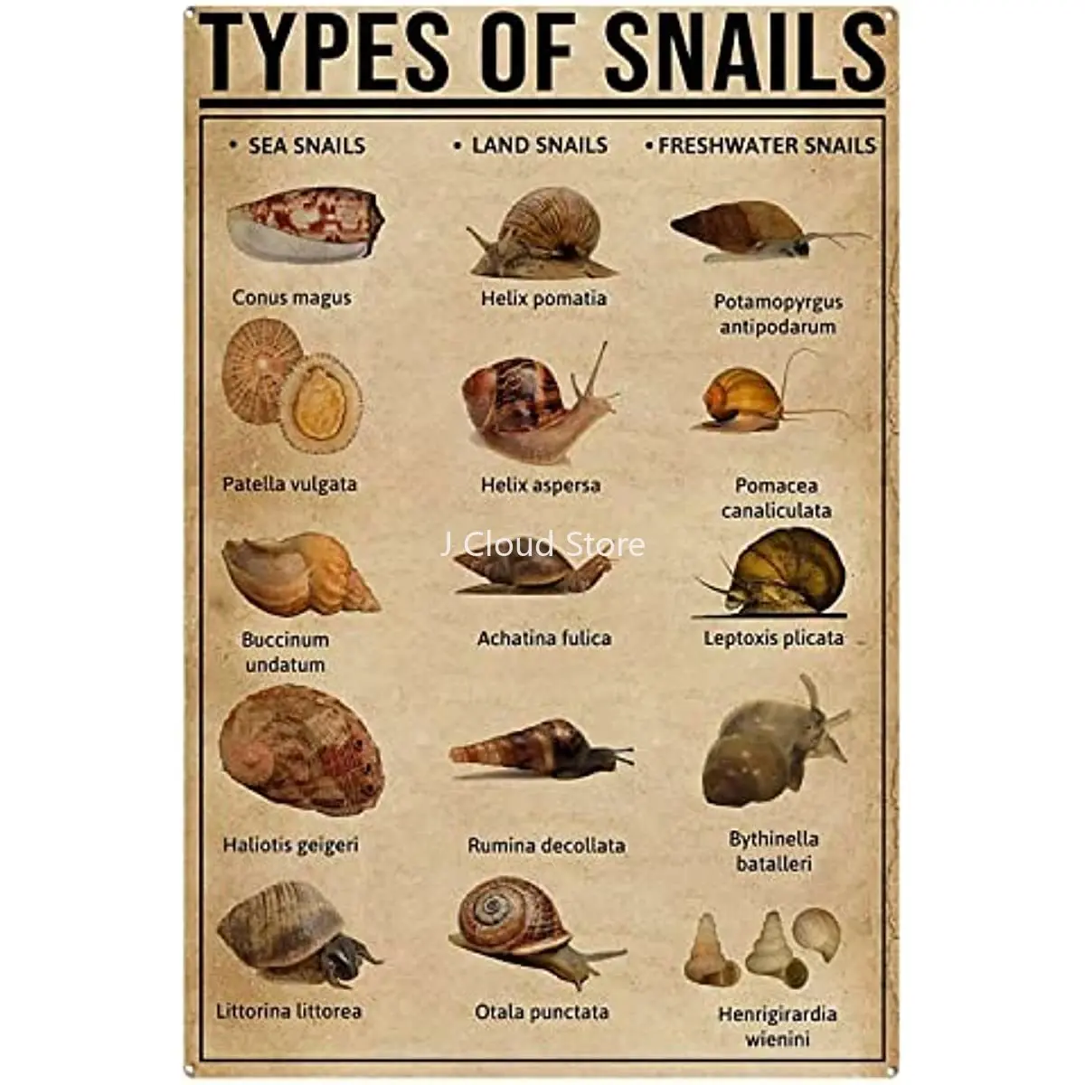 Vintage Tin Signs Types of Snails Vertical Signs Vintage Tin Signs for Kitchen