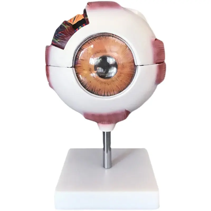 Eye Model Human Eye Structure Enlarged and Dismountable Five-sense Medical Mold Adolescent Eye Vision Teaching