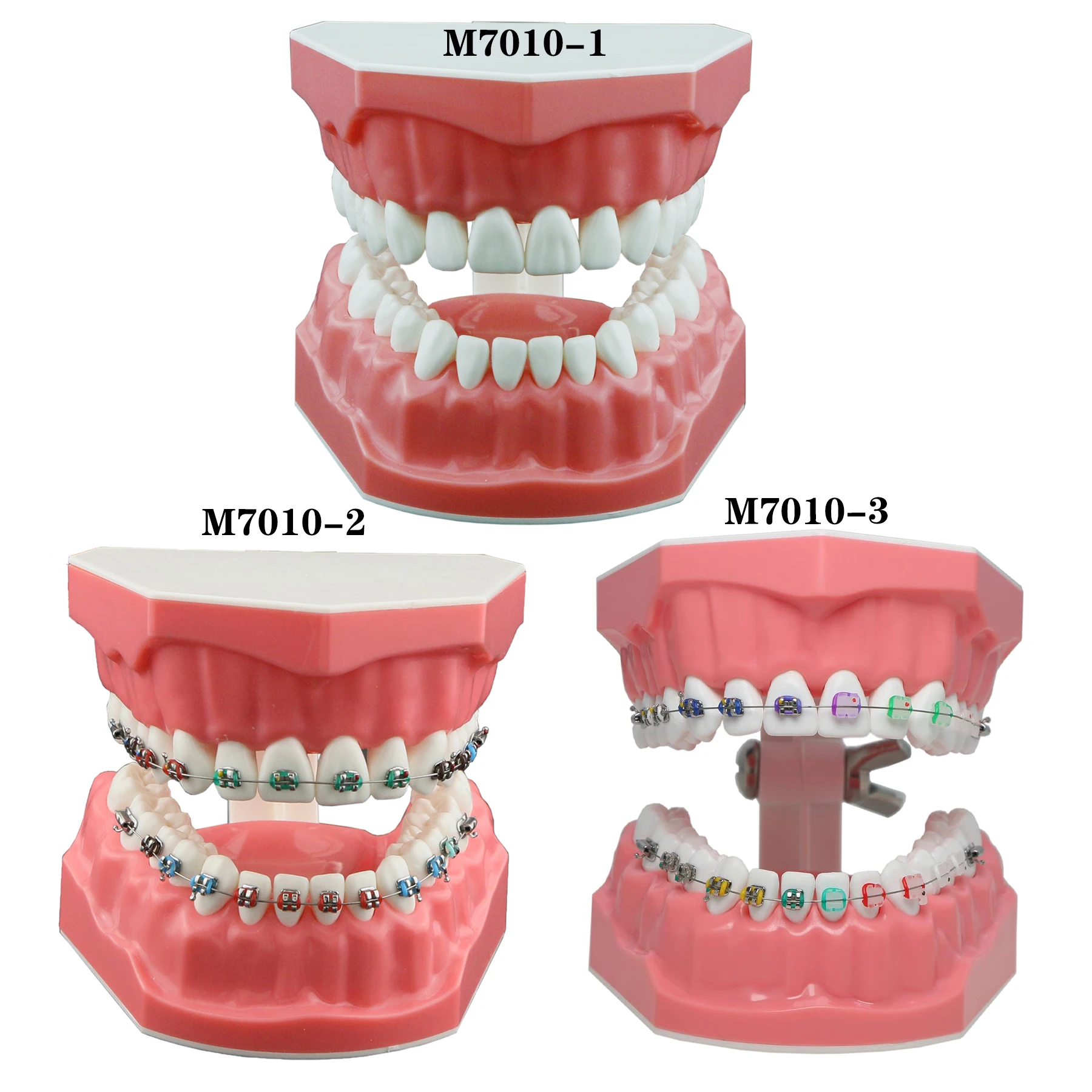 Dental Teeth Model Typodont Orthodontic with Metal Wire Clear Brackets for Adult Kids Teaching Study Brushing Practice Standard