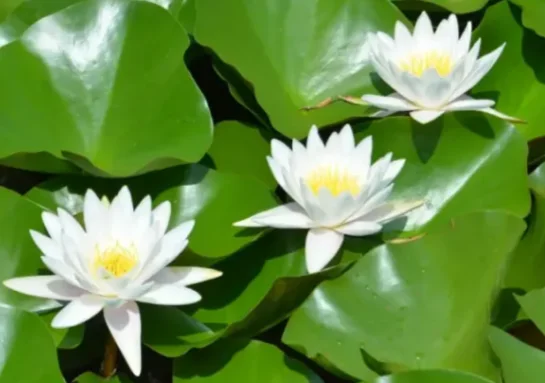 الذكية جرس باب يتضمن شاشة عرض فيديو واي فاي اللاسلكية عالية الوضوح للرؤية الليلية جرس الباب أمن الوطن الذكي اتجاهين جرس كاميرا الاتصال الداخلي