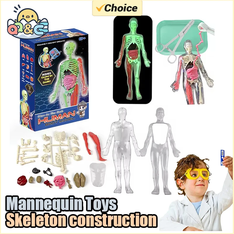 Human Skeleton Organ Anatomy Biological Teaching Model Aids Glow in the Dark Human Body Assembly Educational Toys for Kids Gifts