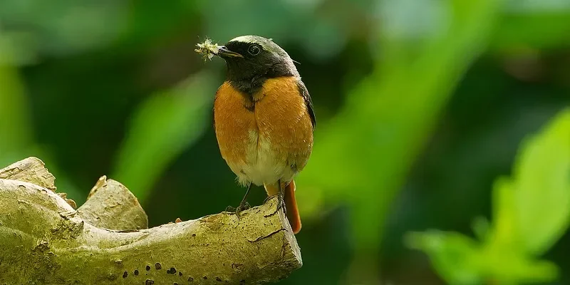 UDIRC 650 mm bürstenloses RC-Schnellboot – 50 km/h 2,4 G, Hochgeschwindigkeits-Spielzeugboot aus legiertem Stahl, im Angebot