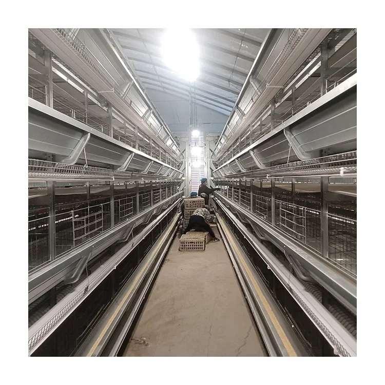 Efficient Factory Supply of High Quality Fully Automatic 3 Layer Cage Battery Cage Suitable for Chicken Farms