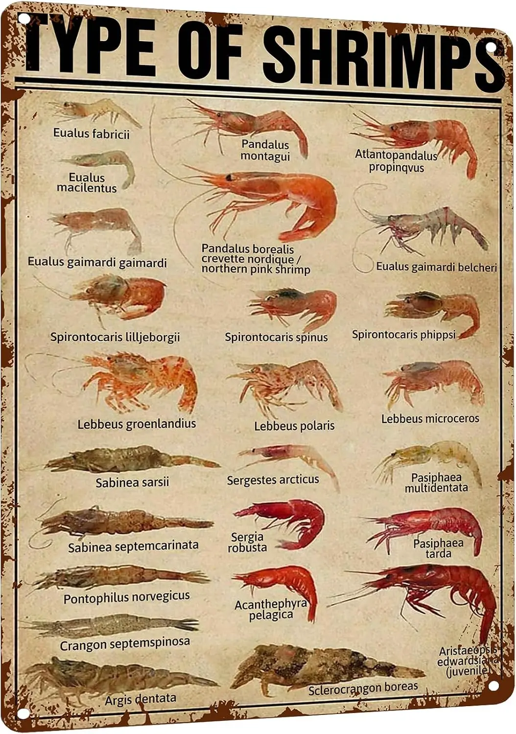 HYBLOM Vintage Types of Shrimps Metal Sign - Fun & Educational Seafood Tin Poster for Kitchen, Dining Room, Supermarket sign