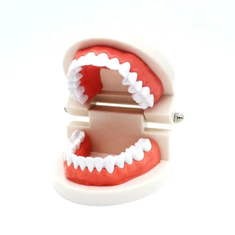 Standard Dental Teeth Teaching Model Plastic Typodont Model for Dental Students Study Dentist Display Model