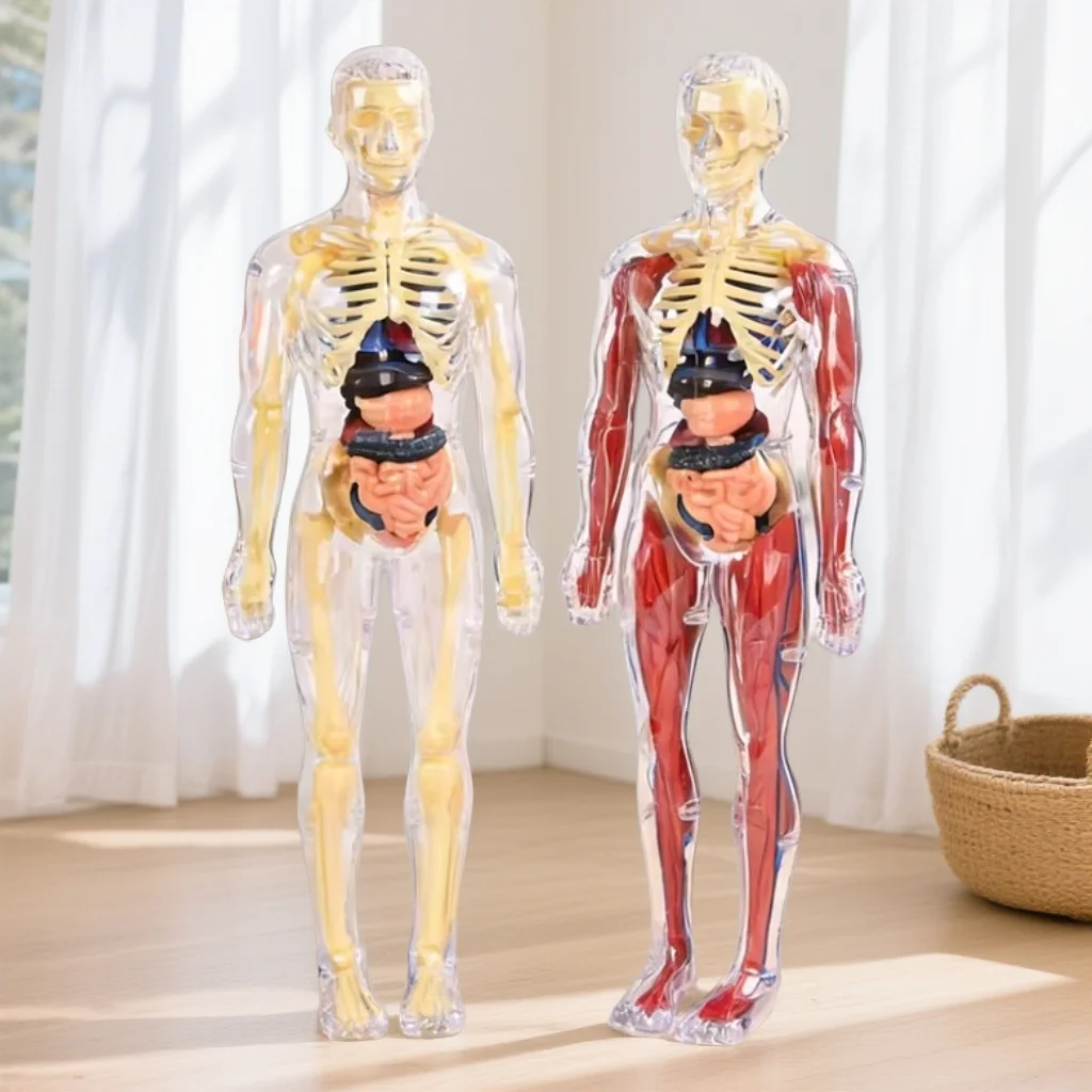 Children'S Detachable Assembled Human Body Model Structure, Full Body Skeleton, Organ Skeleton, Medical Anatomy Simulation Toy