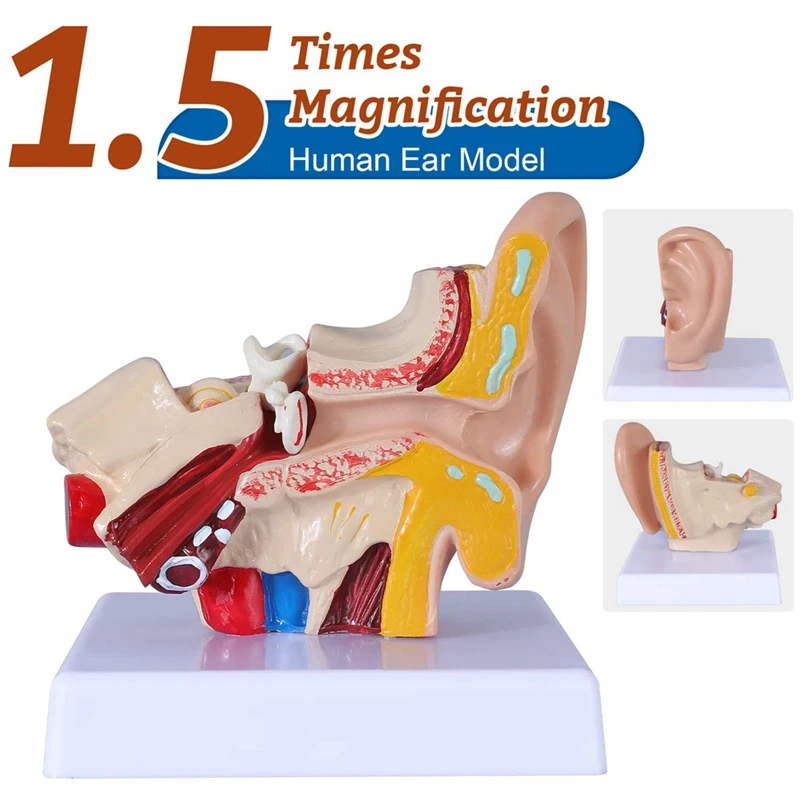 1.5 مرة نموذج تشريح الأذن البشرية يظهر هيكل الأعضاء من مظاهرة الأذنين المركزية والخارجية