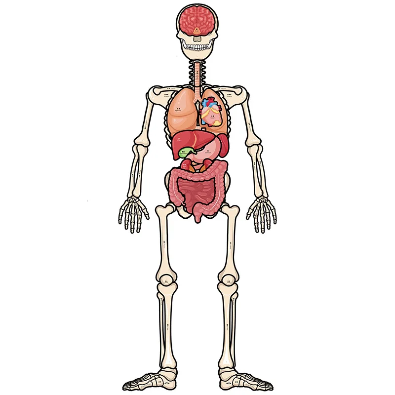 120cm Body Bone Organ Model Puzzle STEM Montessori Educational Toys For Children Biology Gadget Science Toys Kids Learning Toys