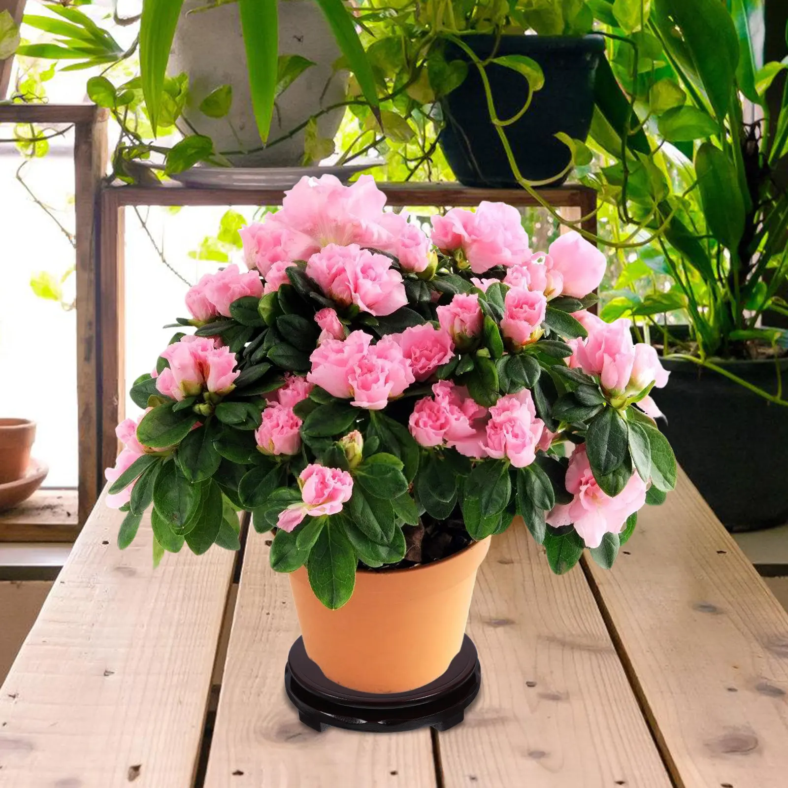 Supporto per piante in legno g - Bonsai Gardener recensione e prezzo