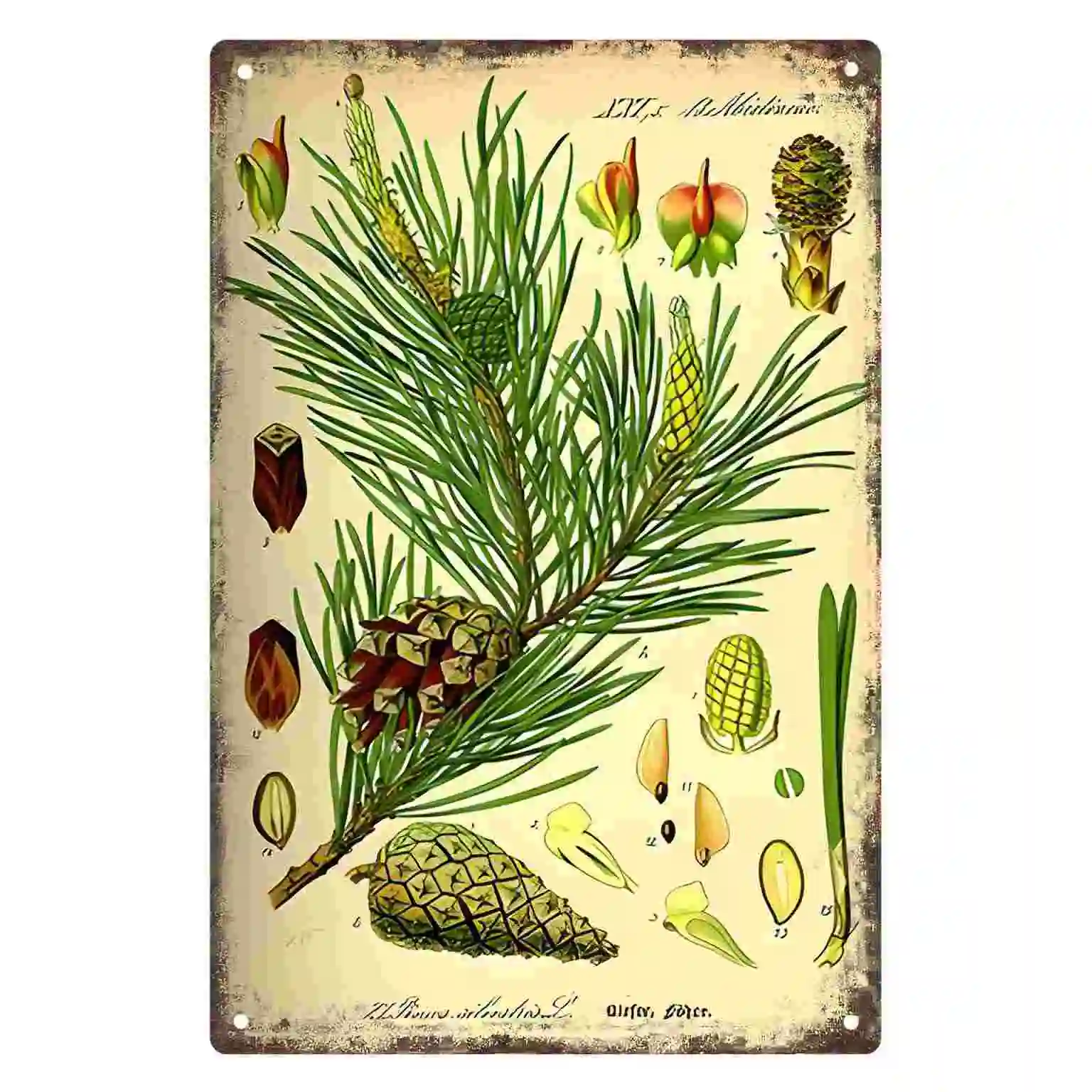 2D FLAT 1pc Vintage Pine Cone Botanical Print Wall Art Decoration for Home Office Bedroom Classroom And Garden